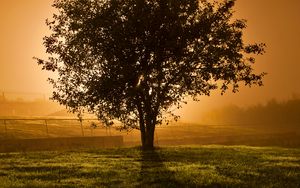 Preview wallpaper tree, sunset, horizon, fence, lens flare