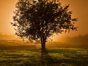 Preview wallpaper tree, sunset, horizon, fence, lens flare