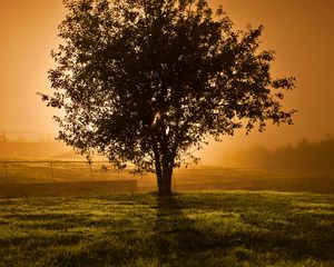 Preview wallpaper tree, sunset, horizon, fence, lens flare