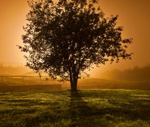 Preview wallpaper tree, sunset, horizon, fence, lens flare