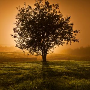 Preview wallpaper tree, sunset, horizon, fence, lens flare