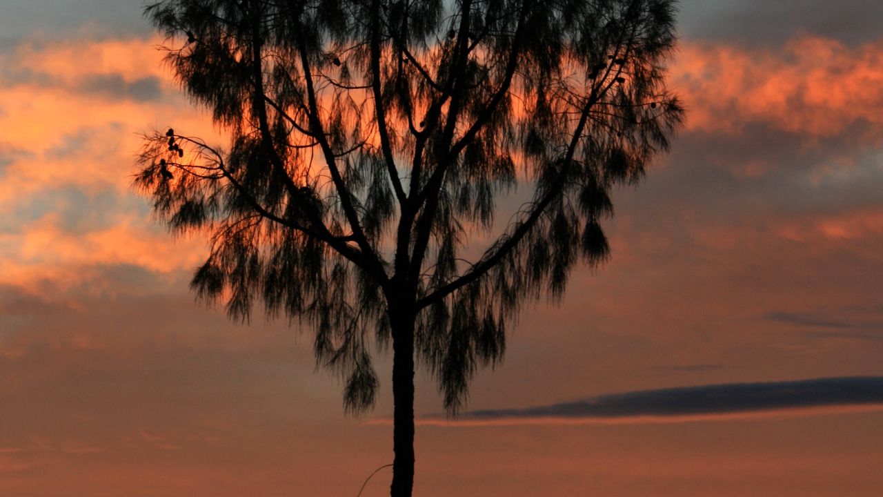 Wallpaper tree, sunset, horizon, silhouette