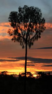 Preview wallpaper tree, sunset, horizon, silhouette