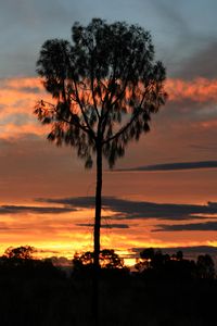 Preview wallpaper tree, sunset, horizon, silhouette