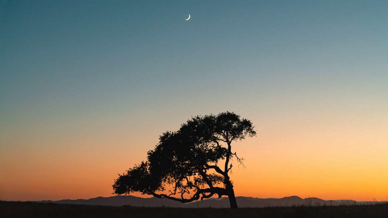 Wallpaper tree, sunset, moon, sky