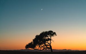 Preview wallpaper tree, sunset, moon, sky