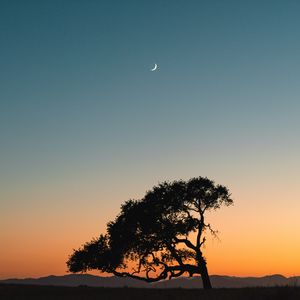 Preview wallpaper tree, sunset, moon, sky