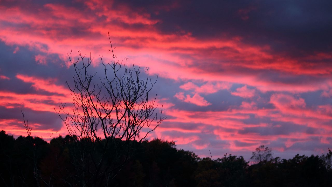 Wallpaper tree, sunset, night