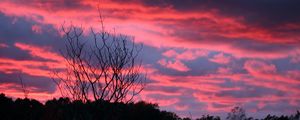 Preview wallpaper tree, sunset, night