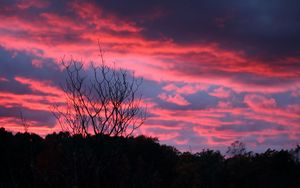 Preview wallpaper tree, sunset, night