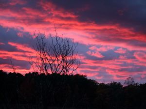 Preview wallpaper tree, sunset, night