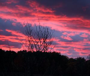 Preview wallpaper tree, sunset, night