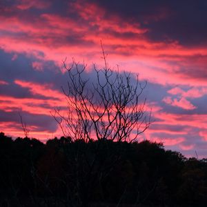 Preview wallpaper tree, sunset, night