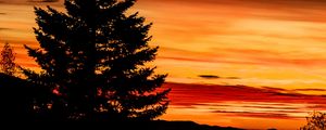 Preview wallpaper tree, sunset, night, sky, outlines