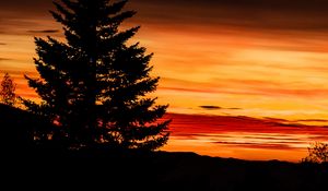 Preview wallpaper tree, sunset, night, sky, outlines