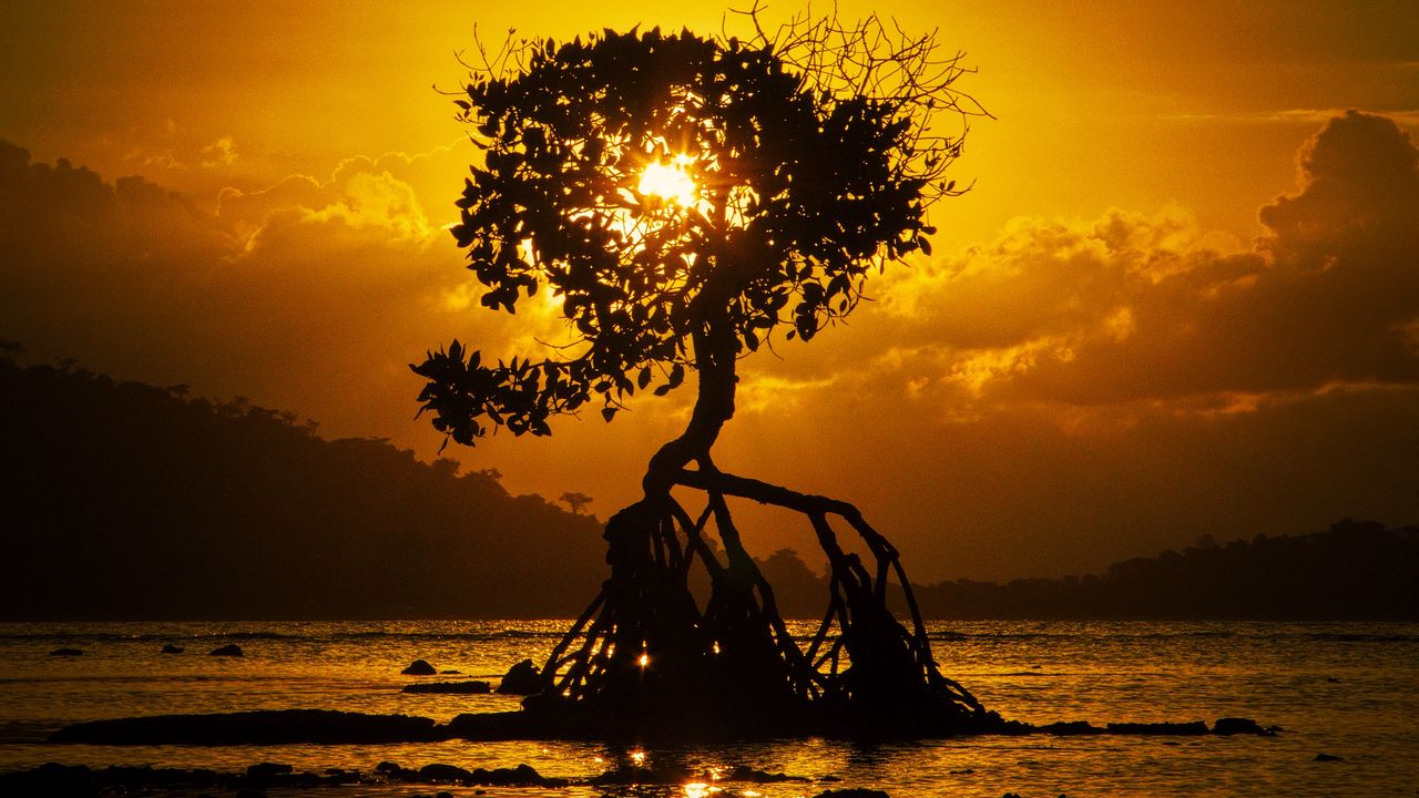 Wallpaper tree, sunset, roots, shore, bali