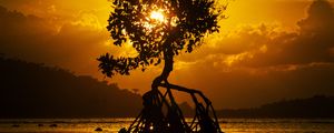 Preview wallpaper tree, sunset, roots, shore, bali