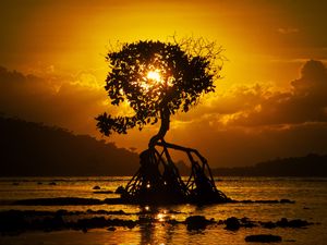 Preview wallpaper tree, sunset, roots, shore, bali