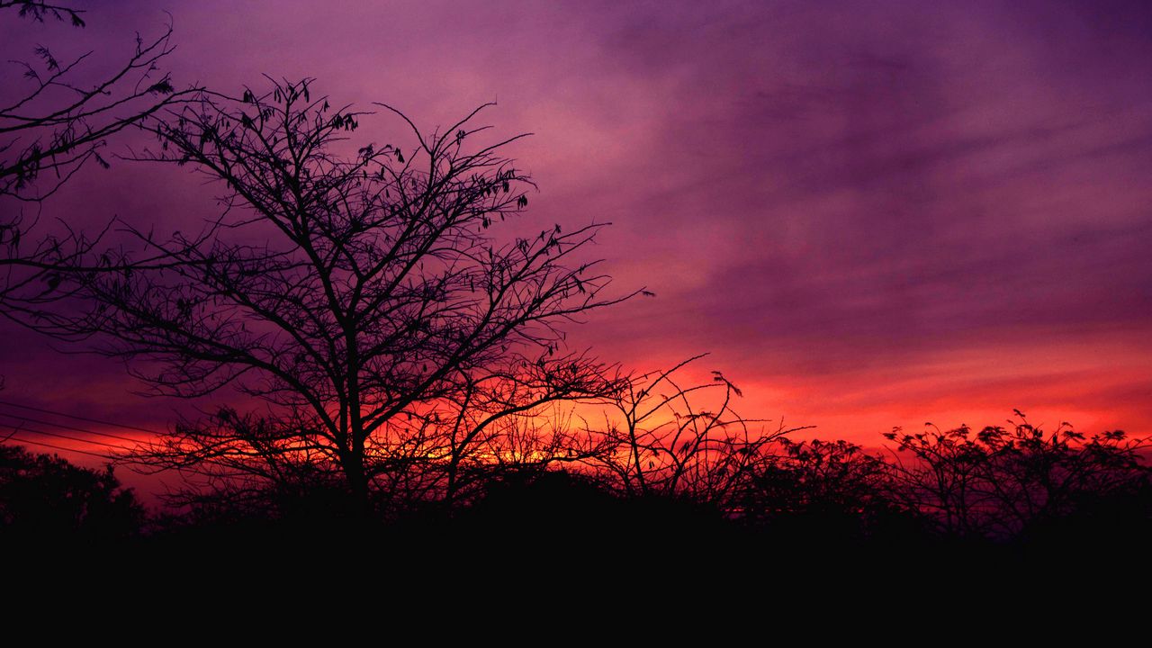 Wallpaper tree, sunset, sky, clouds