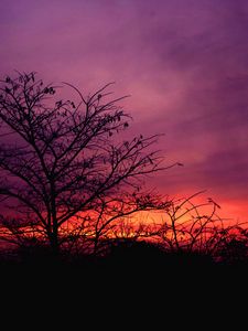 Preview wallpaper tree, sunset, sky, clouds