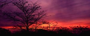 Preview wallpaper tree, sunset, sky, clouds