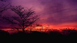 Preview wallpaper tree, sunset, sky, clouds