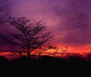 Preview wallpaper tree, sunset, sky, clouds