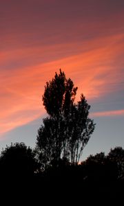 Preview wallpaper tree, sunset, sky, clouds, evening
