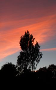 Preview wallpaper tree, sunset, sky, clouds, evening