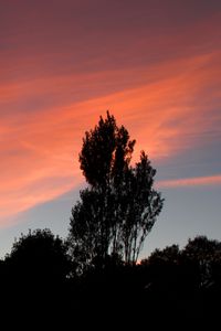 Preview wallpaper tree, sunset, sky, clouds, evening