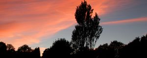 Preview wallpaper tree, sunset, sky, clouds, evening