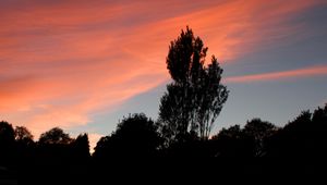 Preview wallpaper tree, sunset, sky, clouds, evening