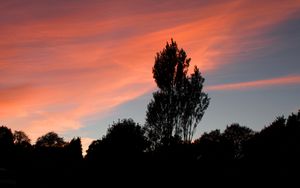 Preview wallpaper tree, sunset, sky, clouds, evening