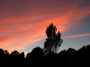 Preview wallpaper tree, sunset, sky, clouds, evening