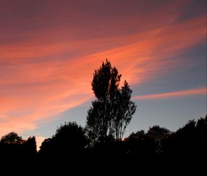 Preview wallpaper tree, sunset, sky, clouds, evening