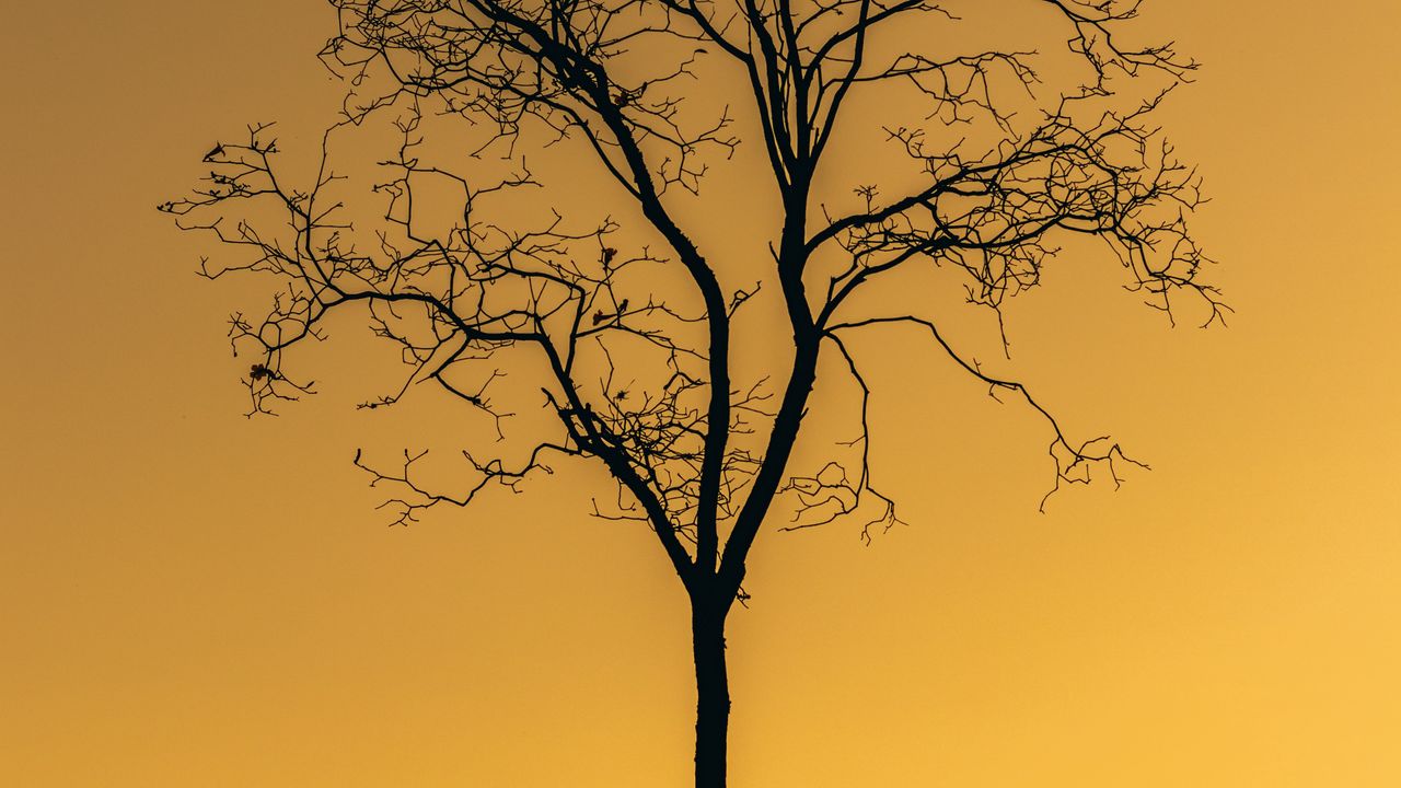 Wallpaper tree, sunset, twilight, dark, lonely