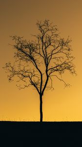 Preview wallpaper tree, sunset, twilight, dark, lonely