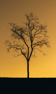 Preview wallpaper tree, sunset, twilight, dark, lonely