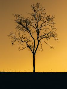 Preview wallpaper tree, sunset, twilight, dark, lonely