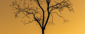 Preview wallpaper tree, sunset, twilight, dark, lonely