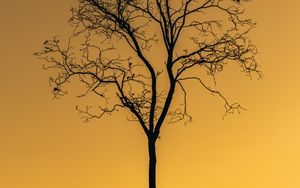 Preview wallpaper tree, sunset, twilight, dark, lonely