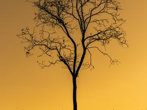 Preview wallpaper tree, sunset, twilight, dark, lonely