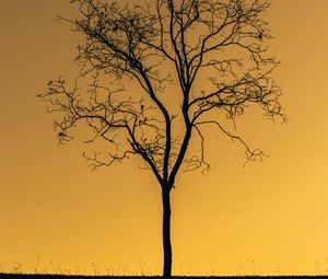 Preview wallpaper tree, sunset, twilight, dark, lonely