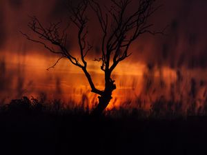 Preview wallpaper tree, sunset, twilight, dark, landscape