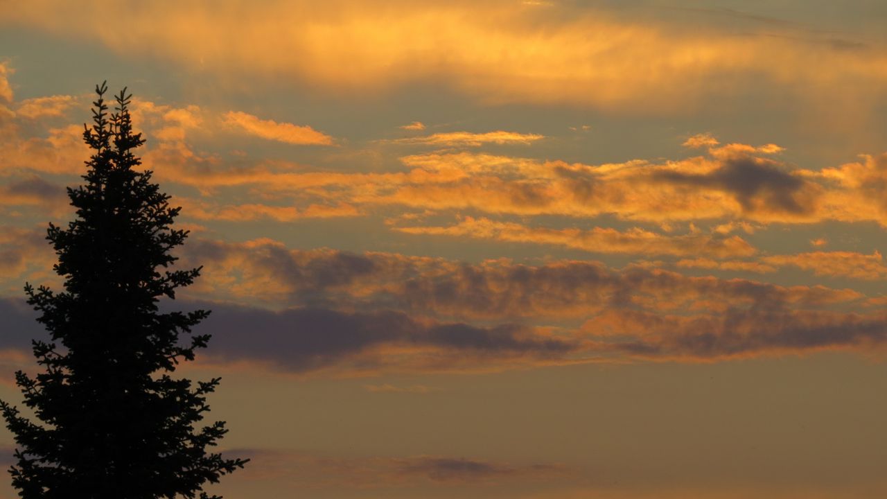 Wallpaper tree, sunset, twilight, dark, sky