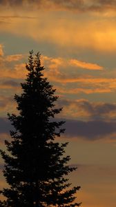 Preview wallpaper tree, sunset, twilight, dark, sky