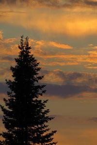 Preview wallpaper tree, sunset, twilight, dark, sky