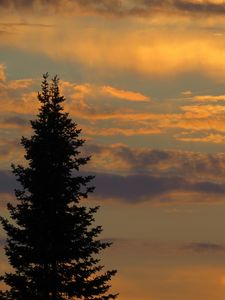 Preview wallpaper tree, sunset, twilight, dark, sky