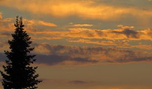 Preview wallpaper tree, sunset, twilight, dark, sky