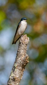 Preview wallpaper tree swallow, swallow, bird, wildlife